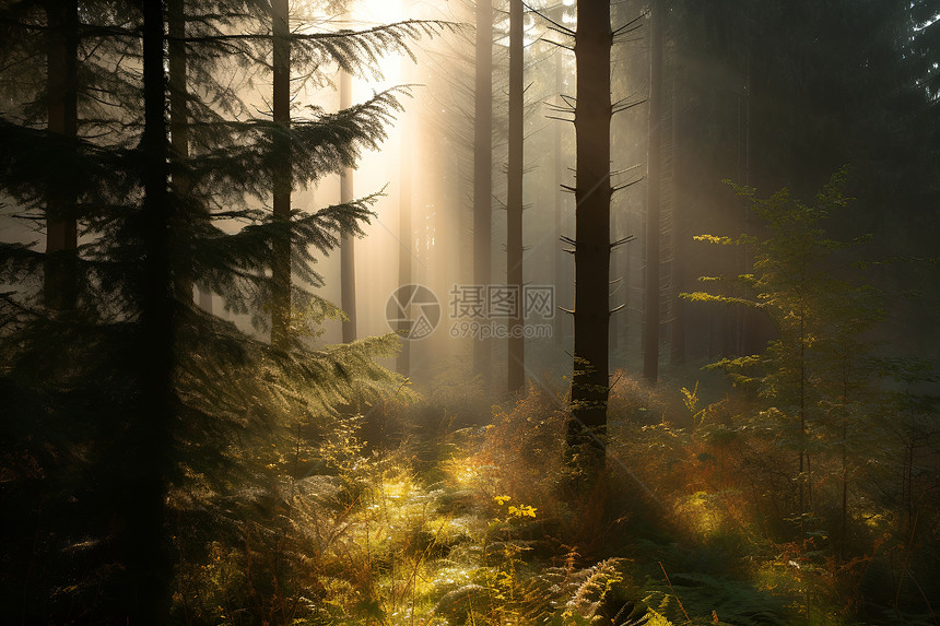 林中晨光图片