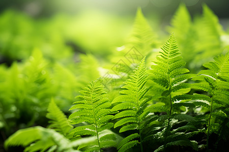 绿色蕨类植物背景图片