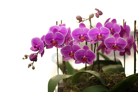 室内漂亮的紫色花朵背景图片