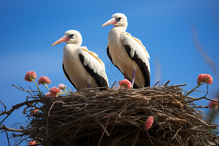 两鸟筑巢背景图片