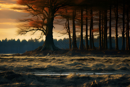 森林的风景背景图片