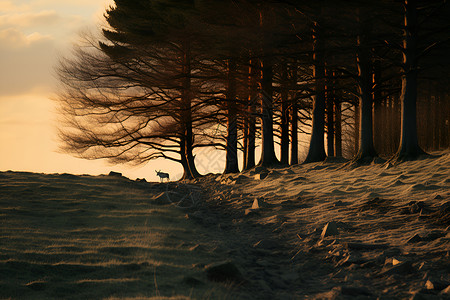 森林的树木森林黄昏高清图片