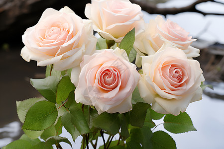 粉白色玫瑰粉白色背景高清图片