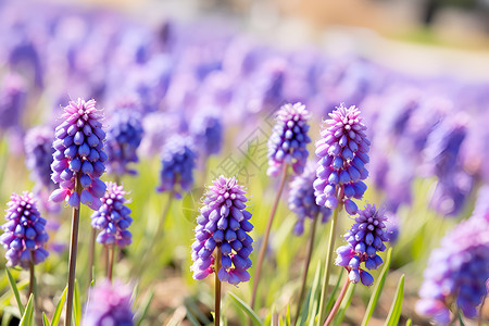 淡紫花紫花和草地背景