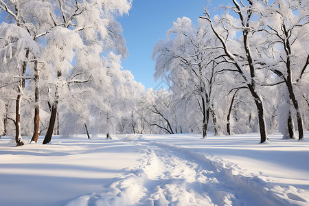 冬日白雪中的森林小径高清图片