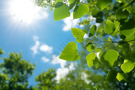 淡蓝色光线阳光穿过树叶背景