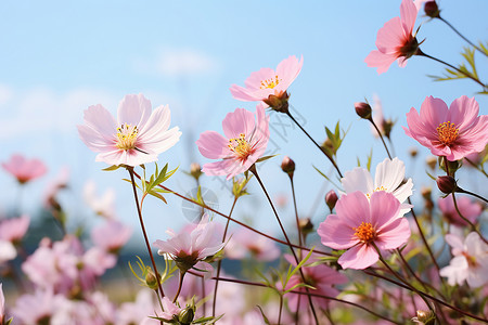 夏季美丽绽放的小雏菊花海背景图片