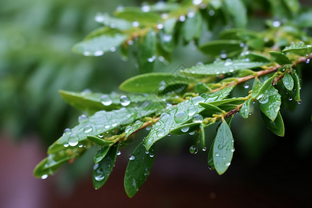 夏日雨露的绿色植物背景