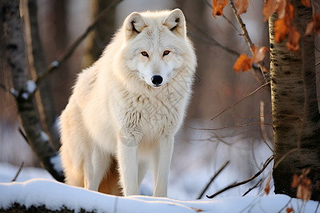 雪地中的狼 西伯利亚狼图片素材