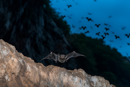 太溪穴山洞里的蝙蝠背景