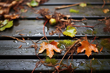 秋雨后的枯叶背景图片