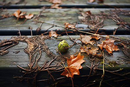 秋天木地板上的落叶背景图片