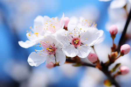 春季花园中绽放的樱花花朵背景图片