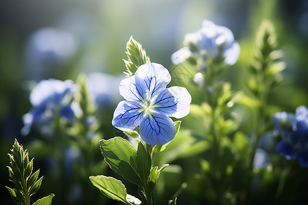 夏季公园中美丽绽放的蓝色花朵背景图片
