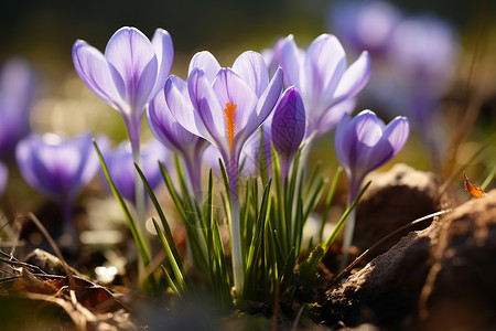 黄番红花花园中绽放的番红花花朵背景