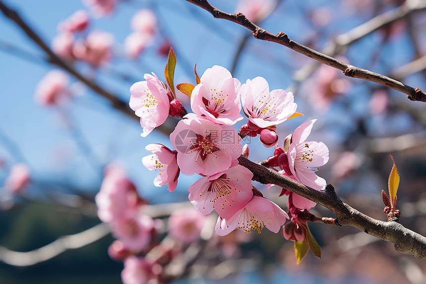 春季花园绽放的樱花花朵图片