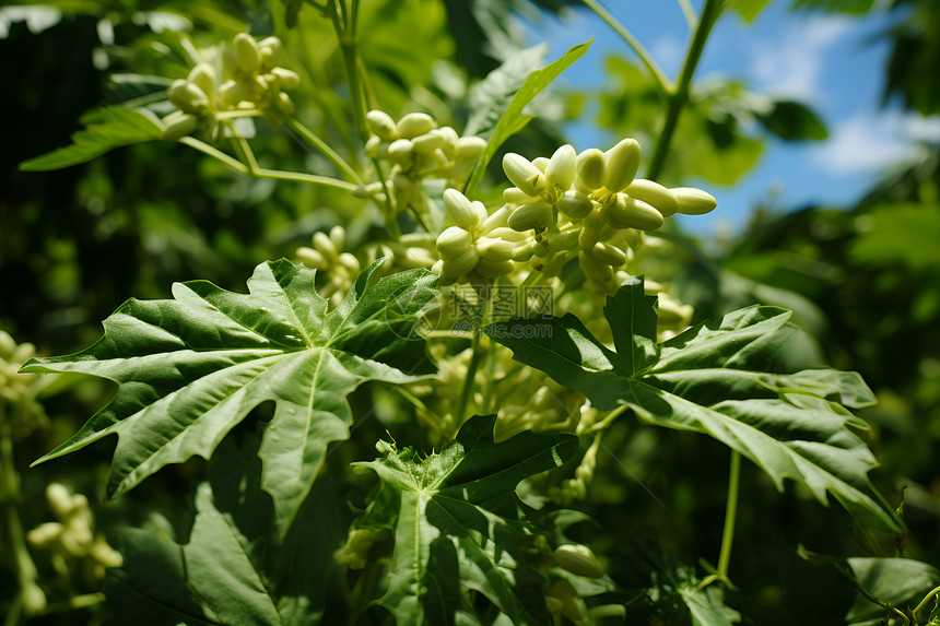 绿叶间的花蕾图片