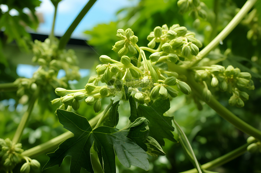 阳光下的花蕾图片