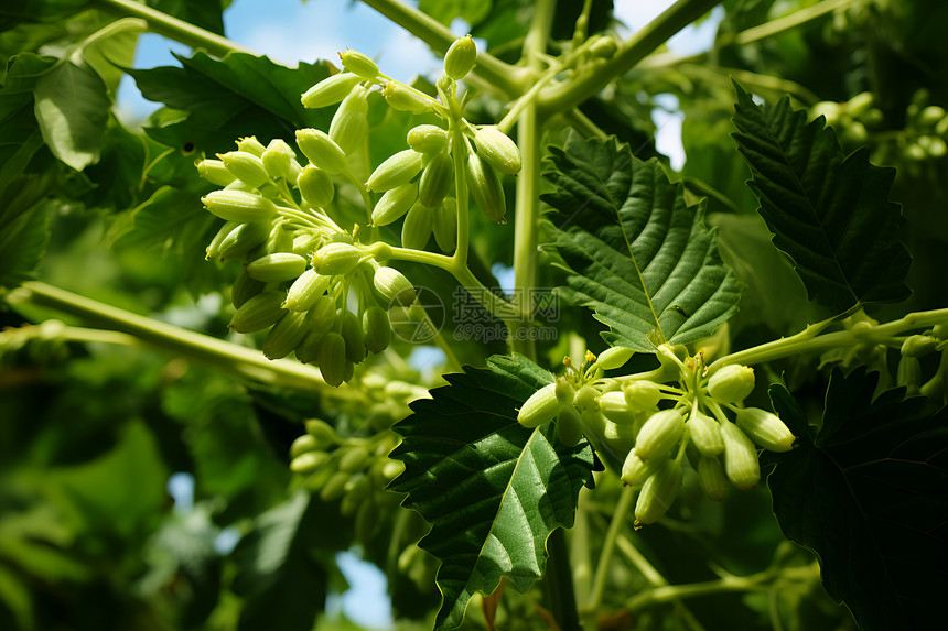 树上的花蕾图片