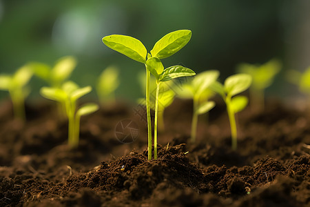 生根发芽植物模糊高清图片