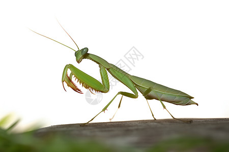 地面上的绿色螳螂背景图片