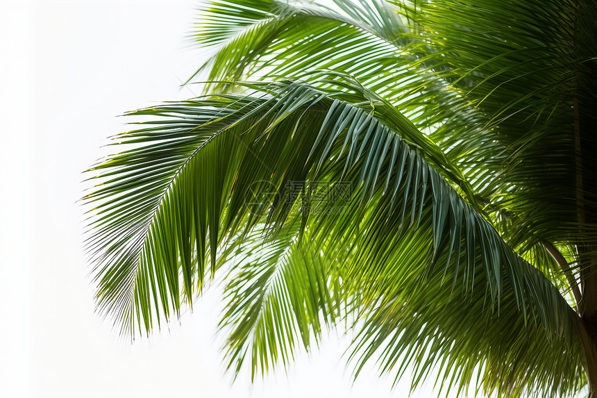 一颗棕榈树图片