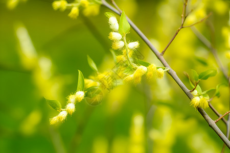 春天的柳柳树枝上绽放黄花背景
