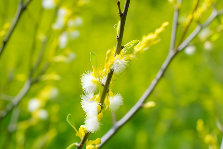 春日的柳树背景图片