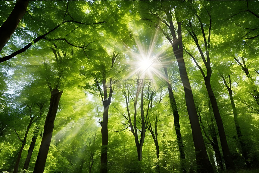 阳光穿过绿树林图片