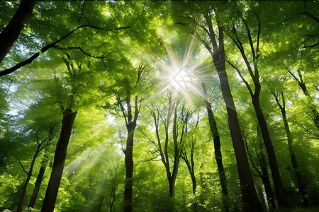 森林绿阳光穿过绿树林背景