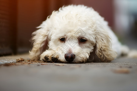 可怜的狗独眠的白色小狗背景