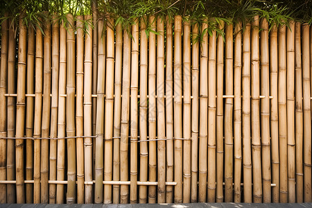 竹篱笆下的树荫背景图片