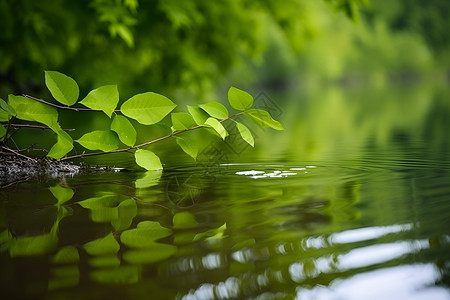 湖畔映照中的绿叶背景图片