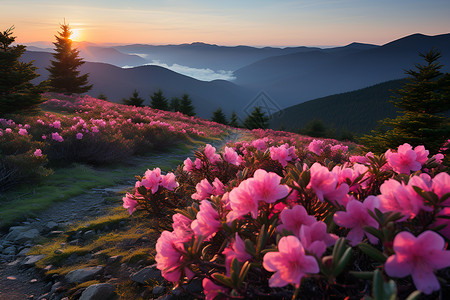 山坡中的花卉背景图片