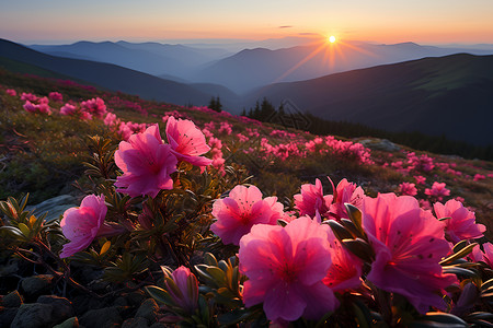 山坡中的花朵背景图片