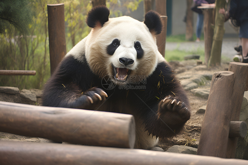 动物园中的可爱熊猫图片