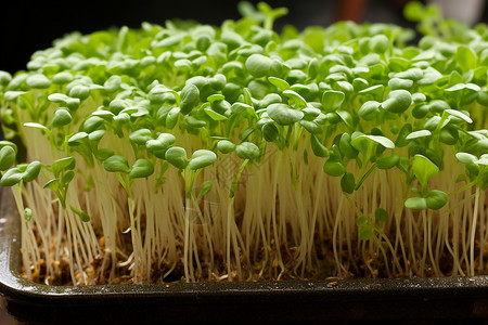 水生植物豆瓣菜高清图片