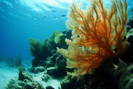 海底的珊瑚背景图片