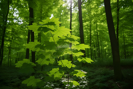 森林中的绿叶树高清图片