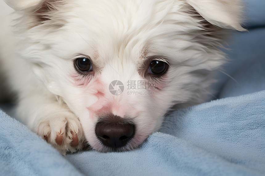 一只白色的狗躺在床上图片