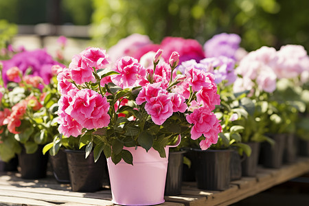 粉色花朵的盆栽背景图片