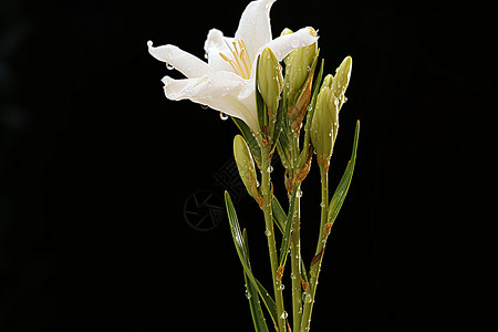 白百合花微距盛放的百合花背景