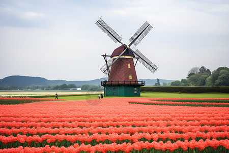 风车建筑图片红花与风车背景