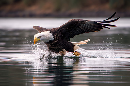 捕捉鹰降落在水面背景