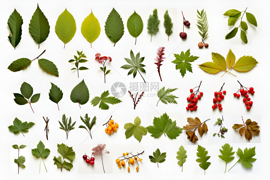 整齐排列的植物标本图片
