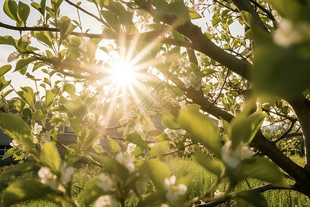 璀璨阳光下的果树背景图片