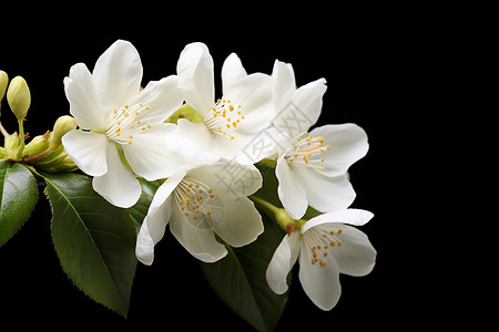 清新淡雅的白花背景图片