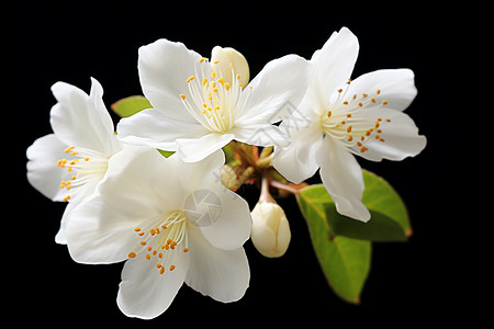 春日盛放的小白花背景图片
