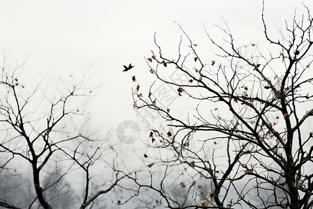 冬天光秃秃的树背景图片
