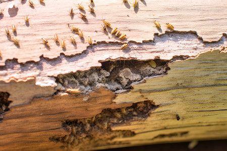 啃咬侵蚀树干的蜜蜂高清图片